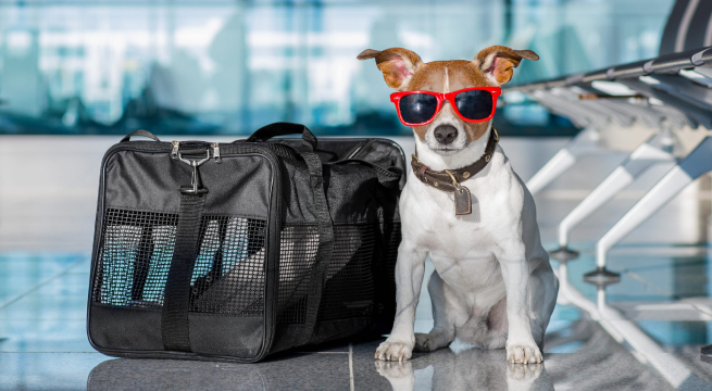 Conoce las mejores recomendaciones para viajar con tu mejor amigo de cuatro patas