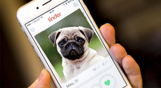 En busca del amor: Un refugio de animales pone a las mascotas solitarias en Tinder