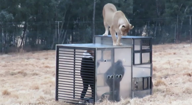 Invierten los papeles: Zoológico encierra a las personas en una jaula mientras los leones caminan alrededor