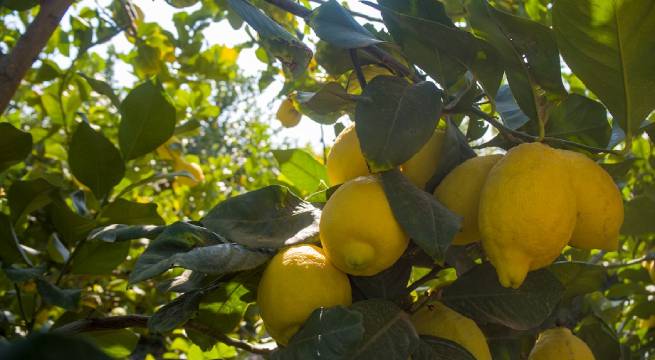 Las cinco claves para optimizar los suelos agrícolas del Perú