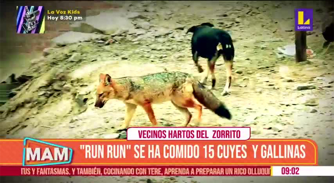 Conozca a Run Run, el zorro que fue confundido con perro