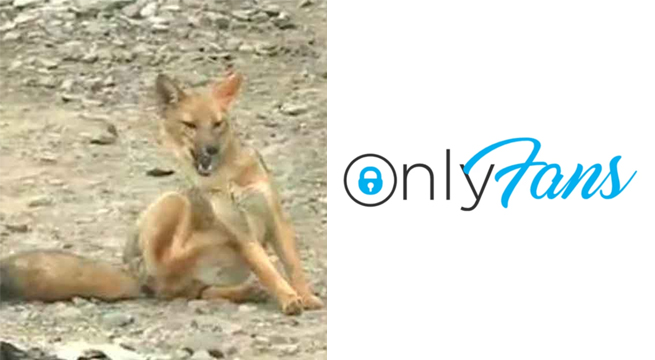 El Zorrito Run Run abre su OnlyFans por una buena causa