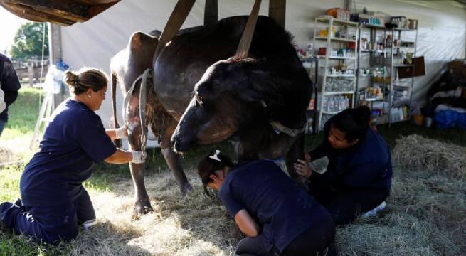 Voluntarios tratan de salvar búfalos desnutridos y abandonados en una granja en Brasil