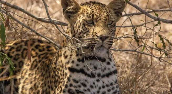 Venta de NFT vinculados a animales recauda fondos para la conservación de una reserva sudafricana