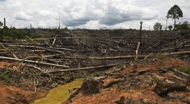 Selva peruana perdió 28,6 mil km2 de cobertura vegetal en 36 años, según MapBiomas Amazonía
