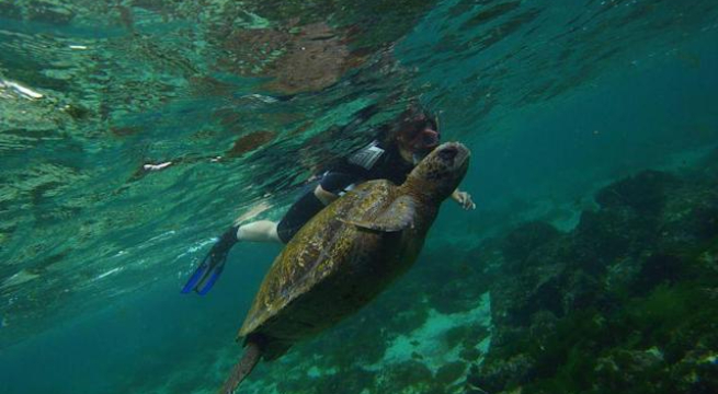 Tortugas gigantes de una isla en Galápagos pertenecen a nueva especie