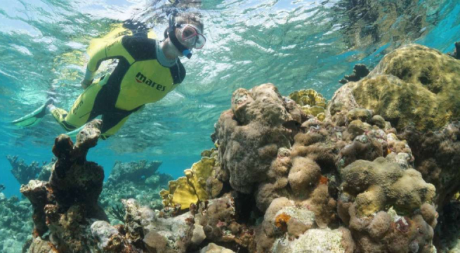 Grupo de cubanos restaura arrecifes de coral con un presupuesto reducido pero mucha inventiva