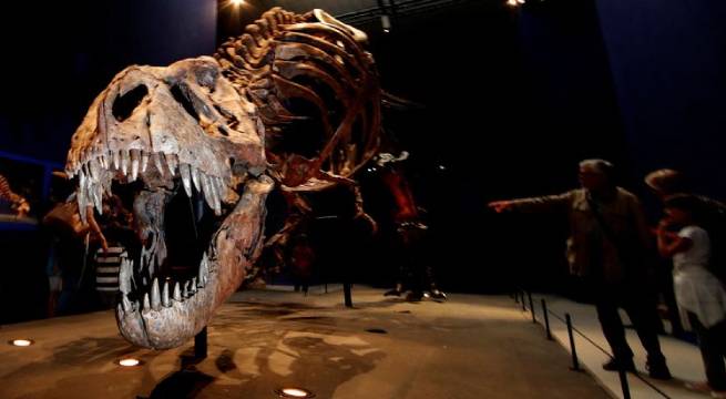 Científicos defienden que el T. rex es la única especie del poderoso tiranosaurio