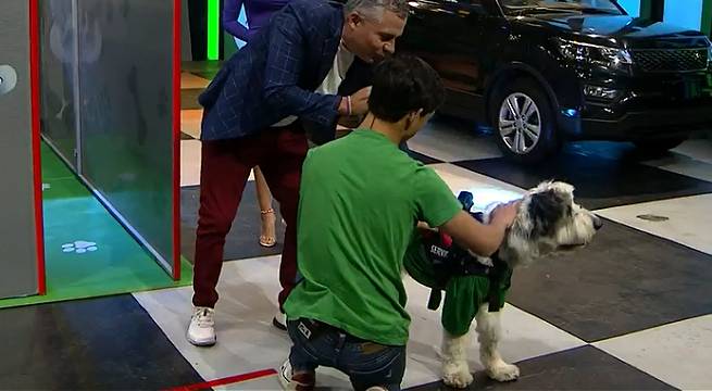 Los engreídos de casa definieron todo en ‘Laberinto de mascotas’