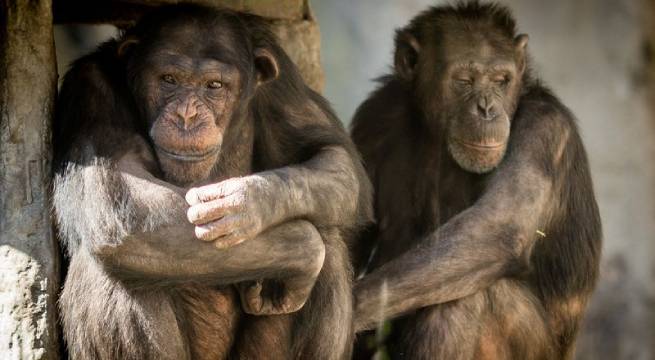 Sasha y Kangoo, los chimpancés argentinos que viajarán a Londres para integrarse a manada