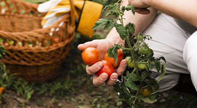 Conoce los beneficios de los biofertilizantes en la agricultura