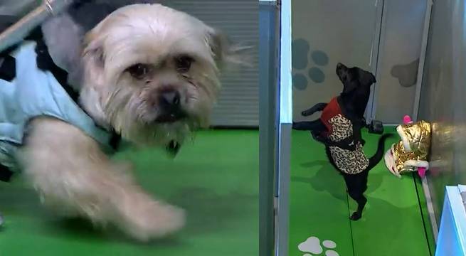 Simón y Hanna definieron el juego ‘Laberinto de mascotas’