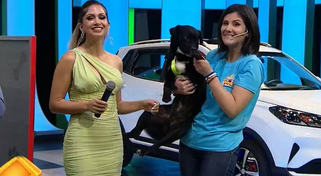 Jedy y Loki compitieron en ‘Laberinto de mascotas’