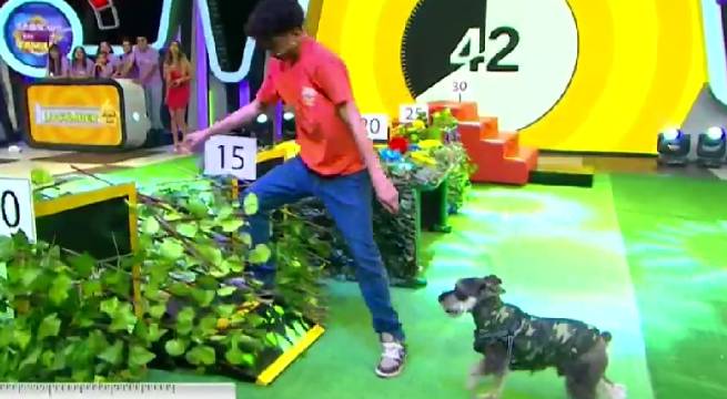 Las mascotas de las dos familias midieron destrezas en ‘El dúo perfecto’