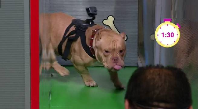 Jako y Rex compitieron en ‘Laberinto de mascotas’