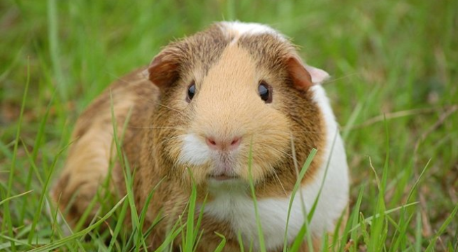 Día Nacional del Cuy: Conoce las propiedades de este pequeño animal