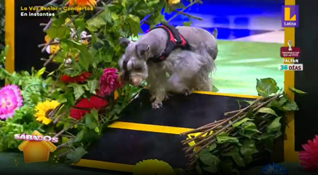 Las familias Mayo y López, junto a sus mascotas, jugaron a ‘El dúo perfecto’