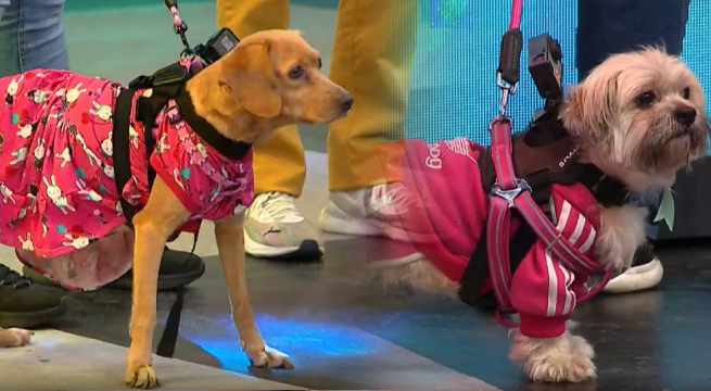 “Sábados en familia”: mascotas se enfrentan para apoyar a sus equipos