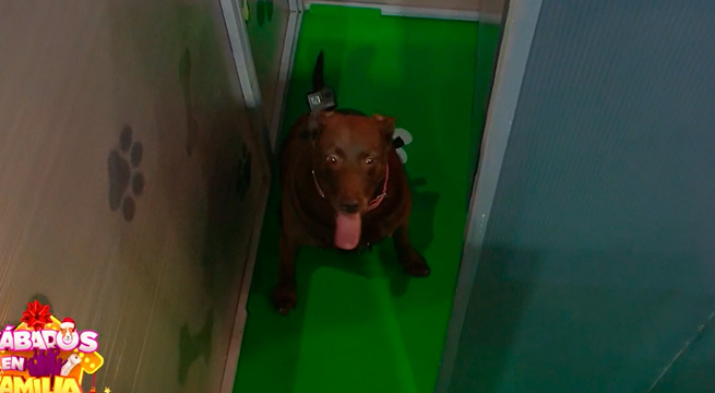 Yacko, Nutella y Daysi recorrieron el ‘Laberinto de mascotas’