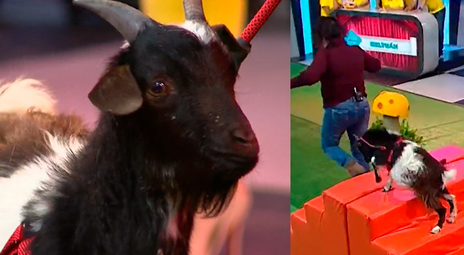 El chivito Papi Chulo participó en ‘Mi macota tiene talento’