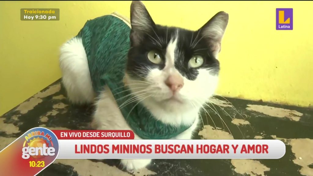 Arriba mi Gente: Gatos buscan personas que los puedan adoptar