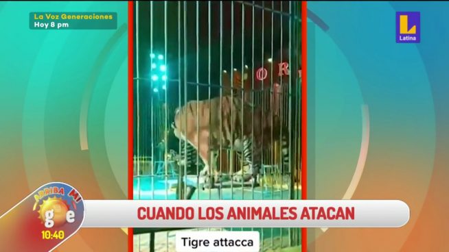 Arriba mi Gente: Domador de circo fue atacado por un tigre en Italia