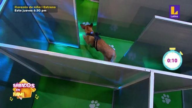 Sábados en Familia: Los Vásquez y los Osejo se enfrentaron en 'Laberinto de Mascotas'