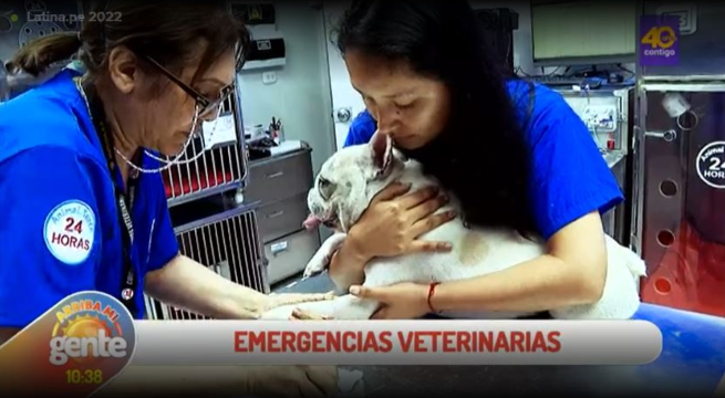 Arriba Mi Gente: Emergencias veterinarias