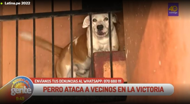 Arriba Mi Gente: Perro ataca a vecinos en La Victoria