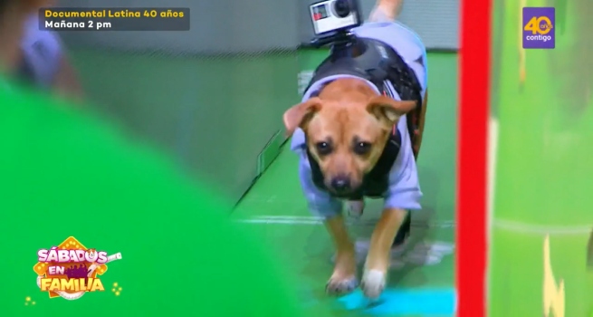 Sábados en Familia: ‘Haru’ y ‘Bobby’ se enfrentaron en ‘Laberinto de mascotas’