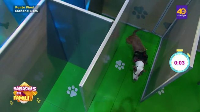 Sábados en Familia: Los Valera y los Rodríguez jugaron 'Laberinto de Mascotas'