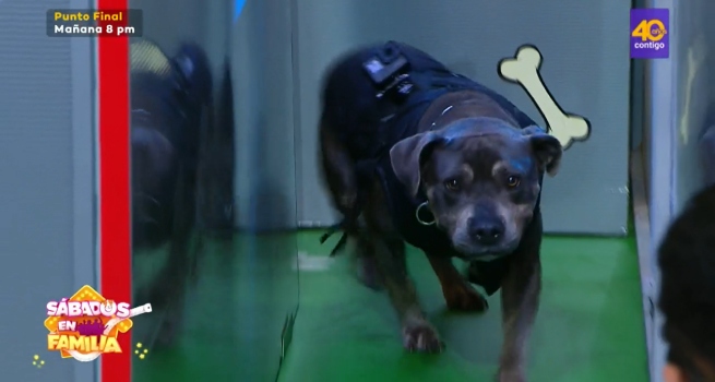 Sábados en Familia: 'Lulú' y 'Kaiser' compitieron en ‘Laberinto de Mascotas’
