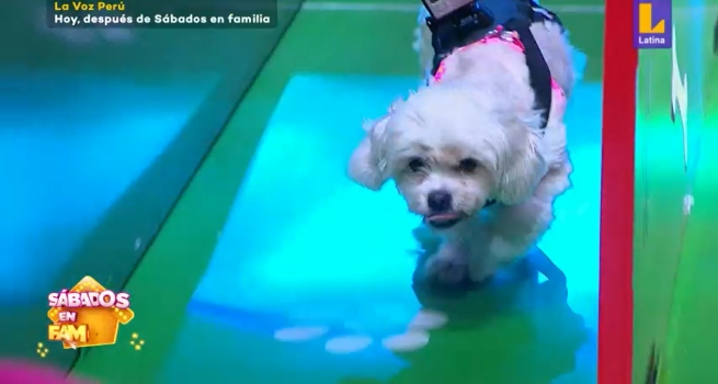 Sábados en Familia: Los Loayza y los Bedoya compitieron en ‘Laberinto de Mascotas’