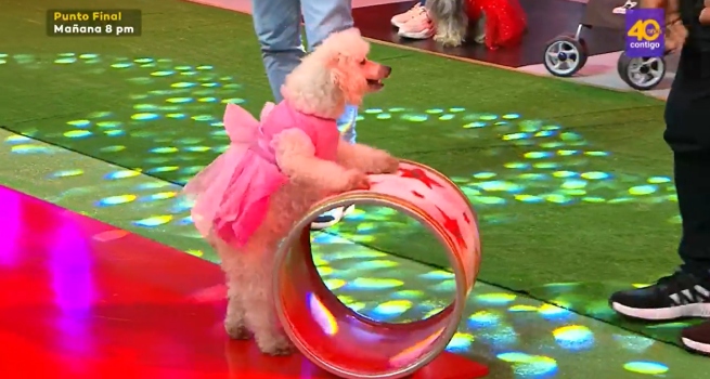 Sábados en Familia: Estos divertidos animales alegraron la noche en ‘Mi mascota tiene talento’