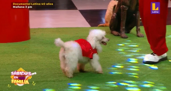 Sábados en Familia: Yago, Snake y Princesa participaron en ‘Mi mascota tiene talento’
