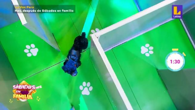 Sábados en Familia: Los Aguirre y los Durand se enfrentaron en 'Laberinto de Mascotas'