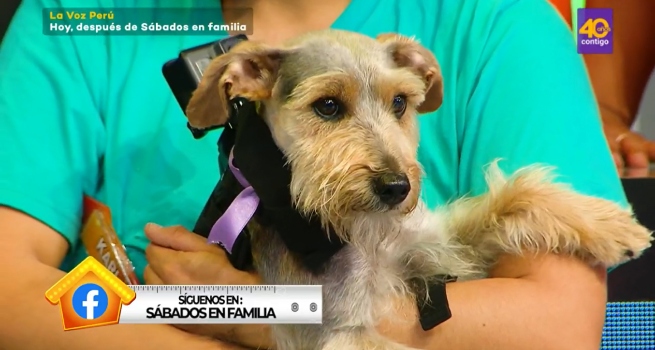 Sábados en Familia: Luna y Coco compitieron en ‘Laberinto de mascotas’