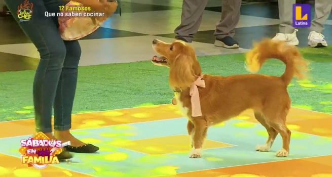 Sábados en Familia: Estas divertidas mascotas demostraron todo su talento 