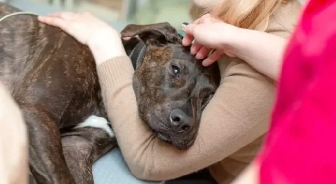 Coco, el primer perro tratado por su adicción al alcohol