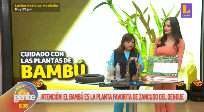 Dengue: ¿Sabías que la planta de Bambú es el foco principal para la reproducción de zancudos?