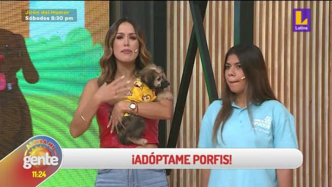 Buscan un nuevo hogar: Perritos dispuestos a encontrar dueño llegaron hoy a Arriba mi Gente