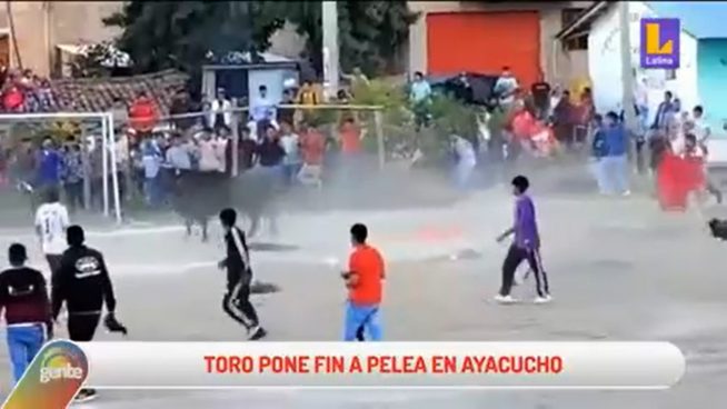 Ayacucho: Toro separa bandos que se enfrentaban en batalla campal tras corrida