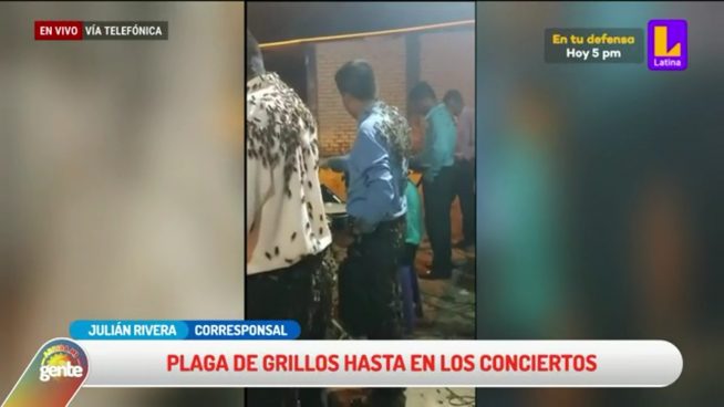 Grillos hasta en conciertos: plaga desata preocupación en Piura y otras regiones del norte