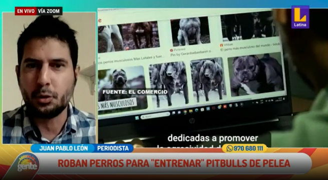 Denuncian que mafias roban perros domésticos para usarlos en entrenamiento de perros pitbulls