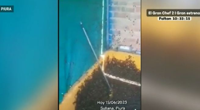 Plaga de grillos se apoderó de las calles de Sullana: 