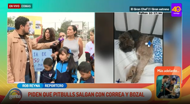 Vecinos atemorizados por ataques de perros pitbull piden que usen bozal: 