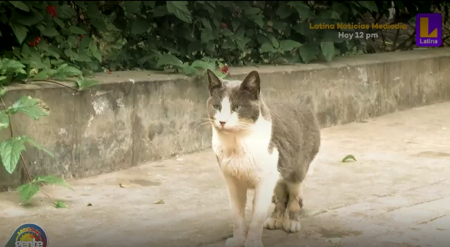 Lince: Buscan hogar para gatitos abandonados en Parque Castilla