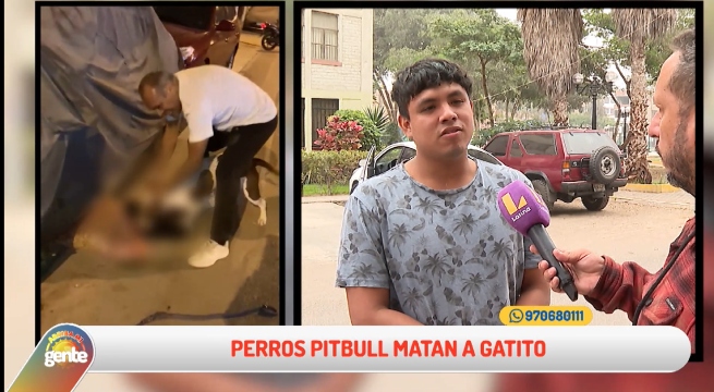 Arriba Mi Gente: Perros pitbull son el terror de las calles de Carabayllo