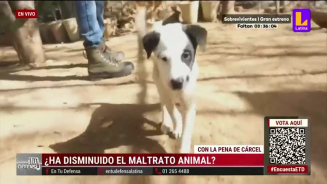 ¿Cómo actuar ante un caso de maltrato animal? Esto dicen los abogados de En Tu Defensa