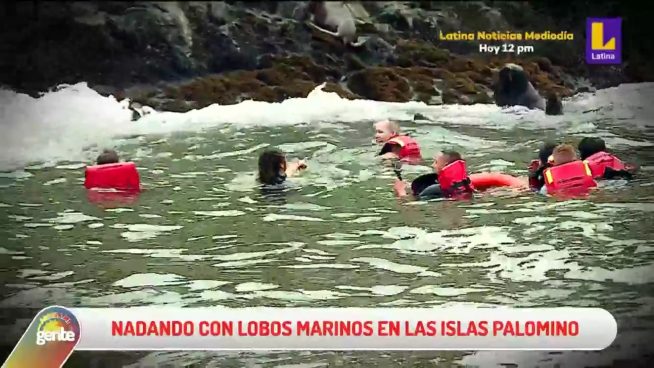 Callao: el divertido plan junto a lobos marinos y piratas por Fiestas Patrias en las islas Palomino